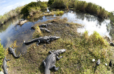 American alligator (Alligator mississippiensis)