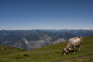 Fototapeta na wymiar Włoskie góry, Dolomity, wypas krów