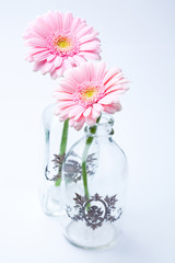 Obraz na płótnie Canvas Gerbera flowers