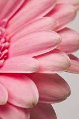 Obraz na płótnie Canvas Gerbera flower