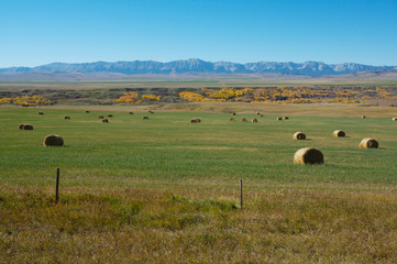 Hayfield and Rocky Mountains