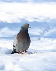 Pigeon on snow