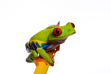 Frog on a pencil
