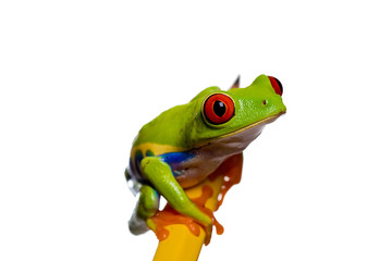 red eyed tree frog