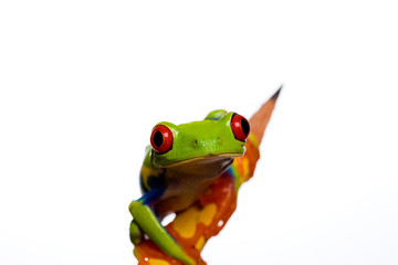 Red Eyed Tree Frog