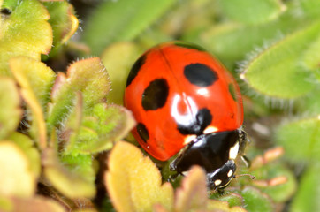 ナナホシテントウ