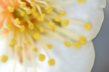 Obraz premium 梅の花