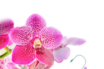 isolated orchid flower over white