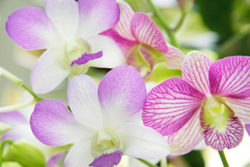 close up of orchid flowers