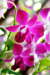 close up of orchid flowers