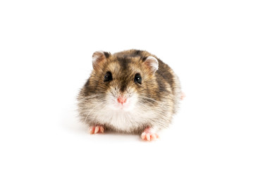 Dwarf hamster