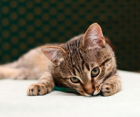 Cat looking into camera