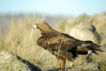 El águila real