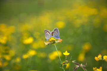 Schmetterling bei Paarung