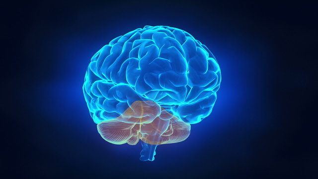 Human brain parts