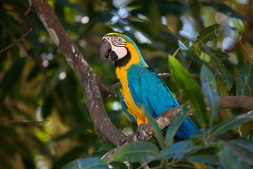 Parrot © Simone van den Berg