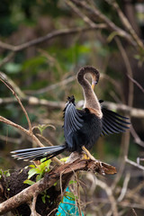 Anhinga