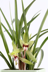 cymbidium flower