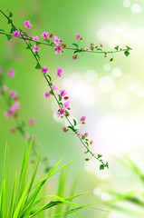 pink floral and fresh grass with light reflect in morning