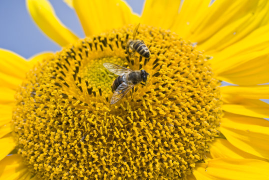 Sonnenblume mit Mistbiene und Biene