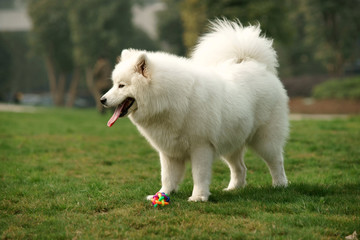 Obraz premium Samoyed dog standing on grass lawn