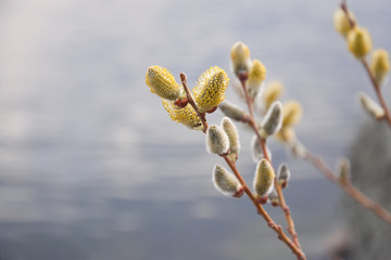 willow branch over water