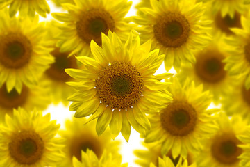 Sunflower seamless image for background