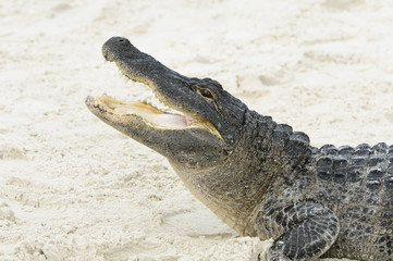 Alligator