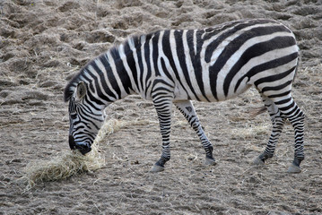 Fototapeta na wymiar grants zebra eating hay at dubllin zoo ireland