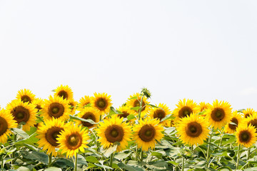 Sonnenblumen in leuchtendem Gelb auf einem Feld