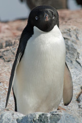 Adelie Penguin 7