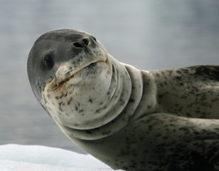 Leopard Seal