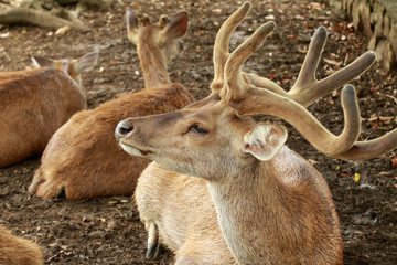 cerf