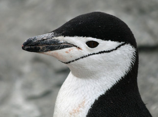 Chinstrap penguin 13