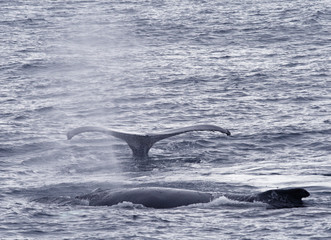 Fototapeta premium Humpback whales 2
