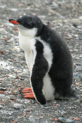 Gentoo penguin chick 3