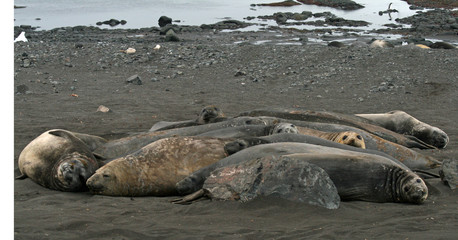 Fototapeta premium Elephant seals 10