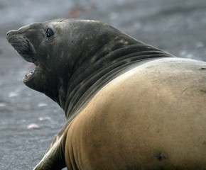 Elephant seal 12