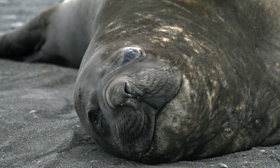 Elephant seal 13