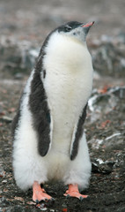Gentoo penguin chick 16