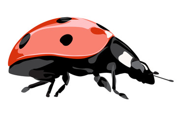 Ladybug