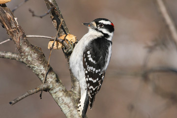 Downy Woodpecker male Picoides pubescens