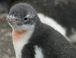 Gentoo penguin chick 19