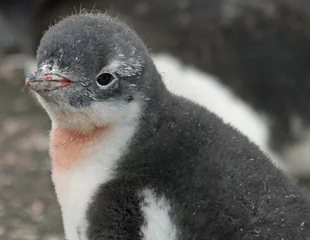 Photo sur Plexiglas Pingouin Poussin Pingouin Gentoo 19