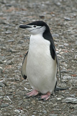 Naklejka premium Chinstrap penguin 37