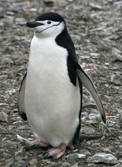 Naklejka premium Chinstrap penguin 39