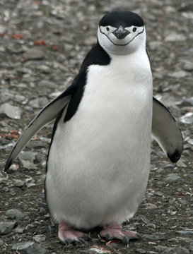 Chinstrap penguin 40