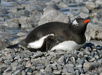 Fototapeta premium Gentoo penguin 28
