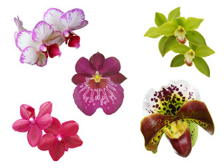 some uncommon isolated orchid flowers