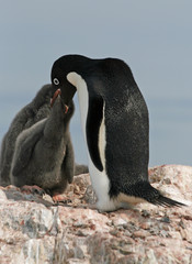 Adelie Penguin and chick
